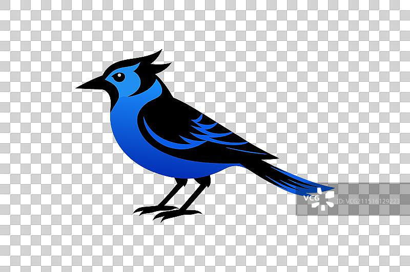 蓝色松鸦鸟黑色剪影图片素材