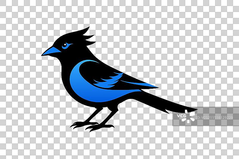 蓝色松鸦鸟黑色剪影图片素材