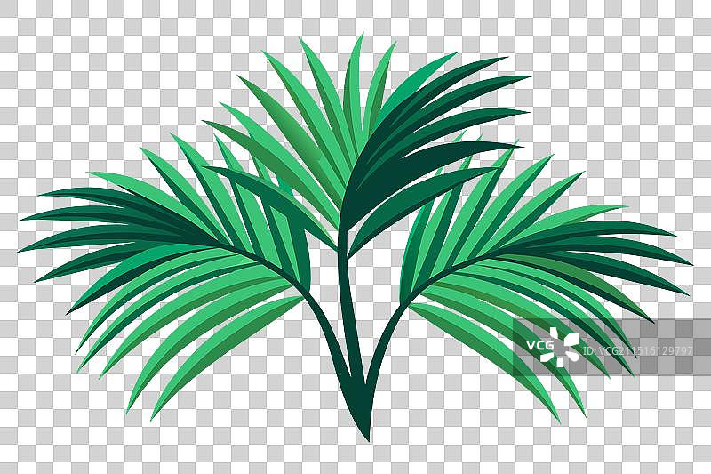 白色背景上的棕榈叶常绿扁平风格图片素材