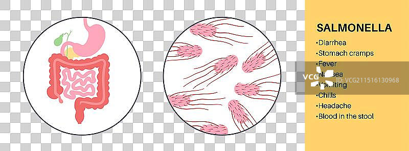 鼠伤寒沙门氏菌细胞图片素材