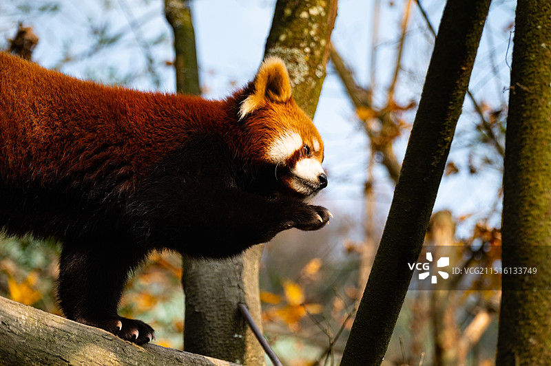 熊猫谷的小熊猫图片素材
