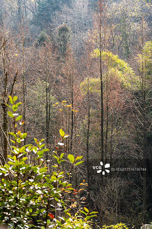 熊猫谷图片素材