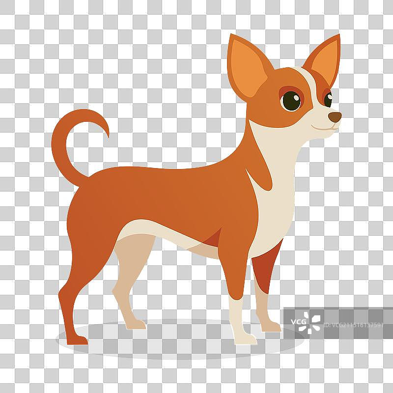 白色背景上的扁平吉娃娃图片素材