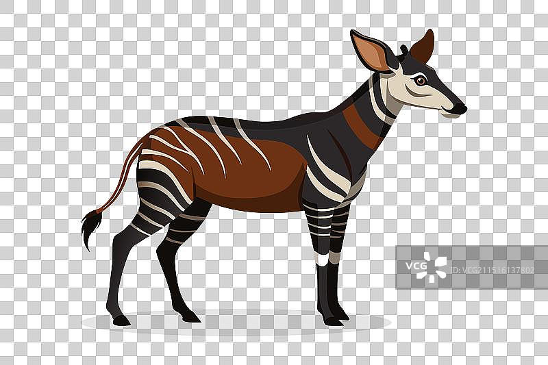 霍加狓动物，白色背景扁平风格图片素材