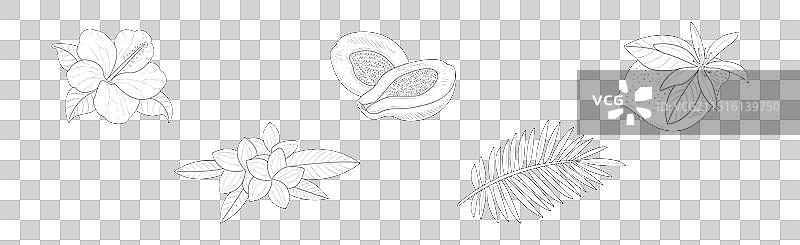 热带异域植物群叶素描图片素材