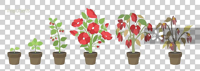 凤仙花生长图片素材