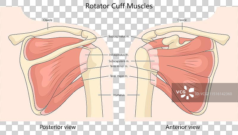 肩袖肌肉解剖医学图图片素材