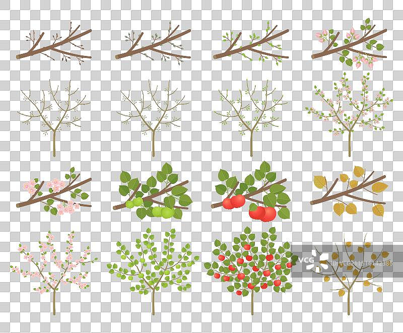 苹果树发芽生长阶段图片素材