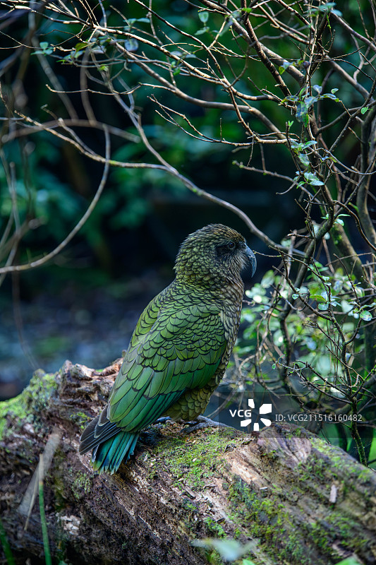 啄羊鹦鹉 (Nestor notabilis)，凯亚鹦鹉图片素材