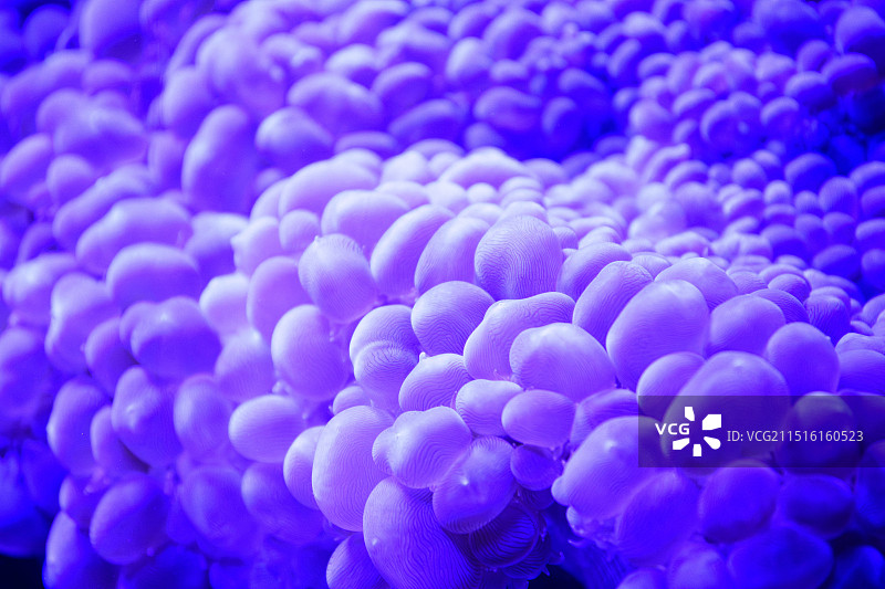 气泡珊瑚图片素材