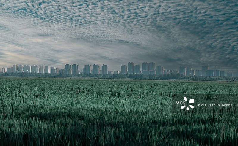 天津市北辰区郊区稻田图片素材
