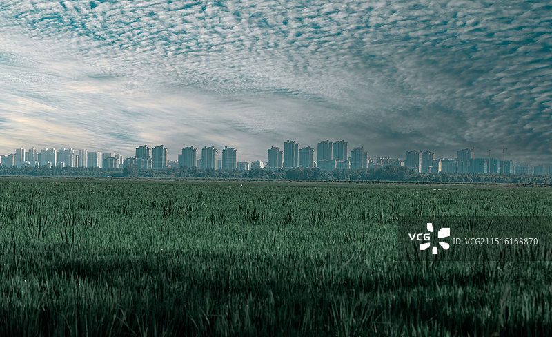 天津市北辰区后丁庄稻田图片素材