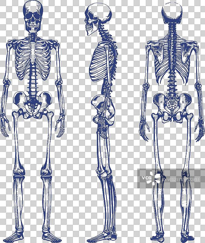人物骨骼墨水草图，骨骼脊柱图片素材