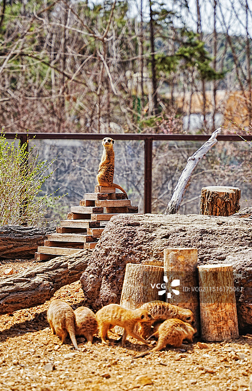 沈阳森林动物园图片素材