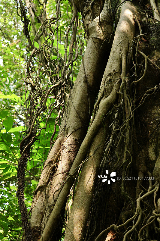 特写榕树的枝干根系发达植物科普图片素材