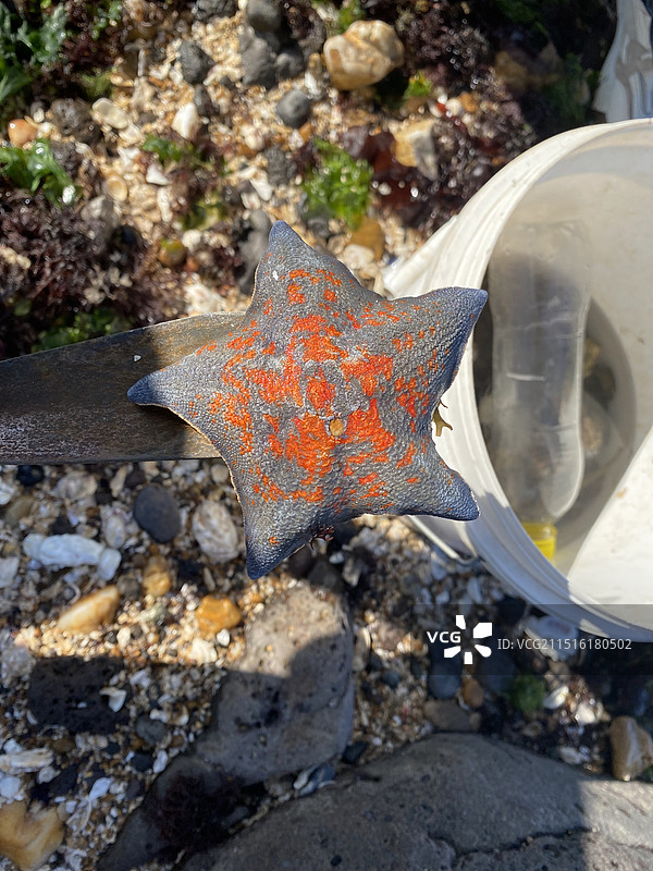 海星特写图片素材