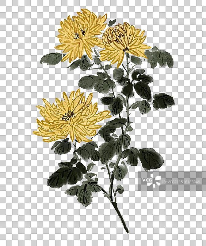 菊花赏菊传统节日习俗中秋节重阳节写意花卉—国画古风水墨国风元素图片素材
