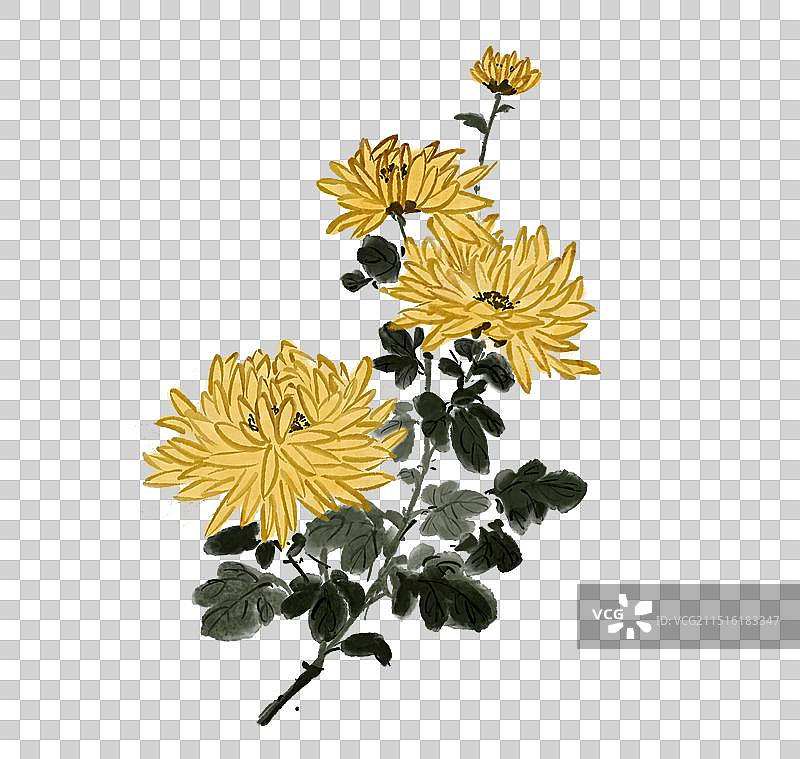 菊花赏菊传统节日习俗中秋节重阳节写意花卉—国画古风水墨国风元素图片素材