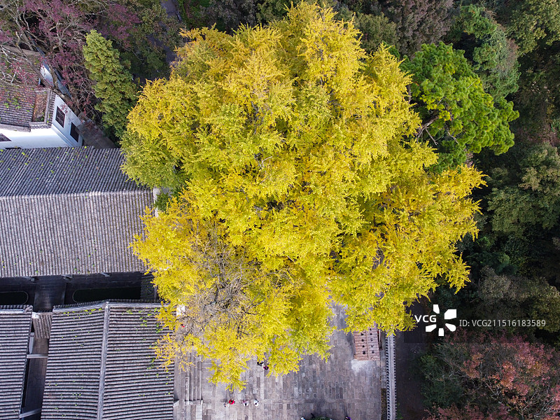 航拍南岳衡山福严寺古建筑群以及千年银杏树图片素材