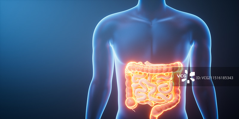透明人体内的肠道三维渲染图片素材