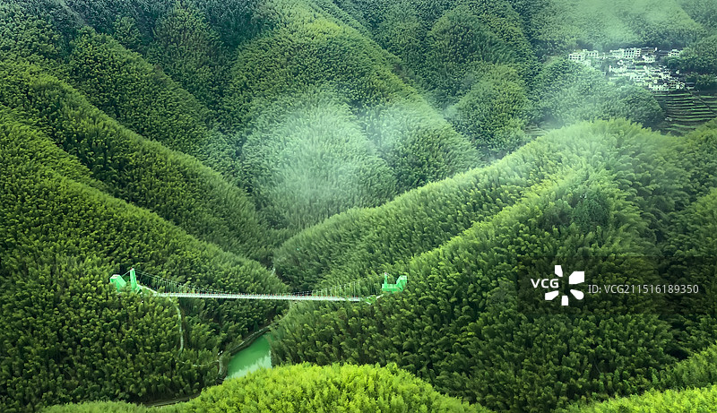 《希望》2020年1月27，拍摄于安徽黟县木坑竹海。享受大山里面最纯净最舒服的空气，放眼望去全是希望图片素材