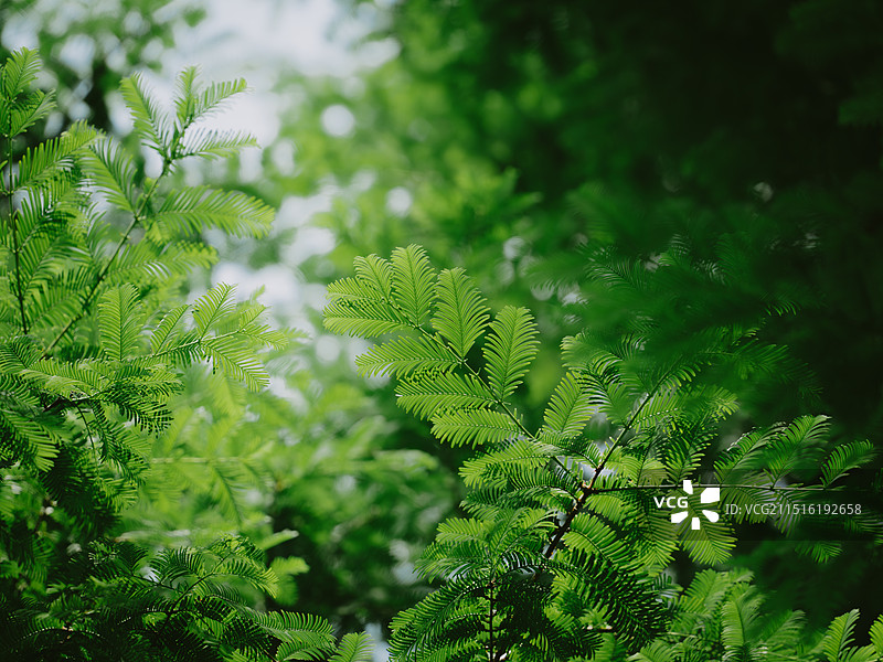 夏天的灌木图片素材