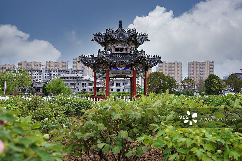 菏泽曹州牡丹园景区图片素材