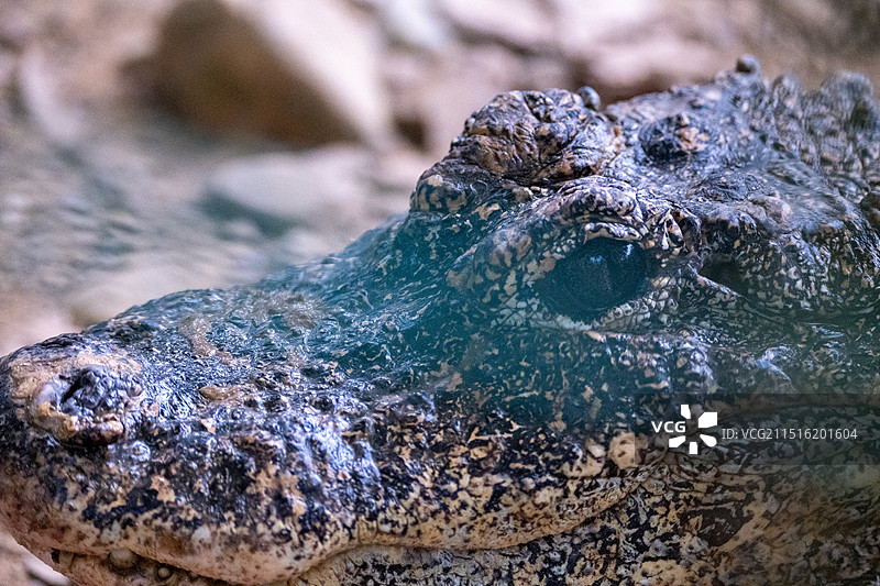 宣城宣州区扬子鳄景区图片素材