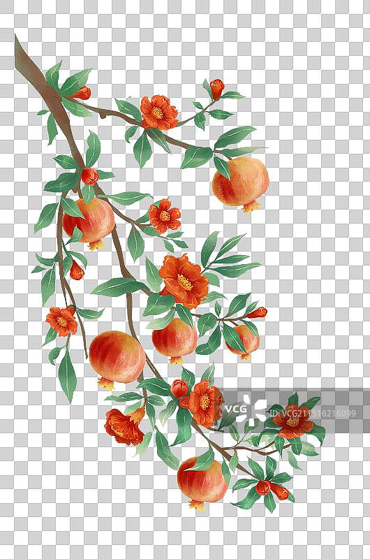 9月秋分石榴结果插画图片素材