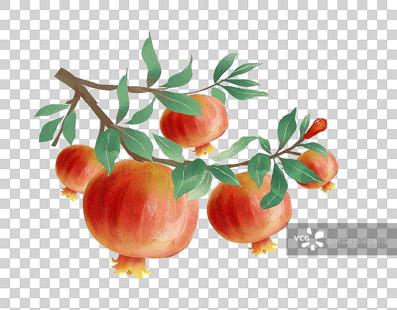 9月秋分石榴结果插画图片素材