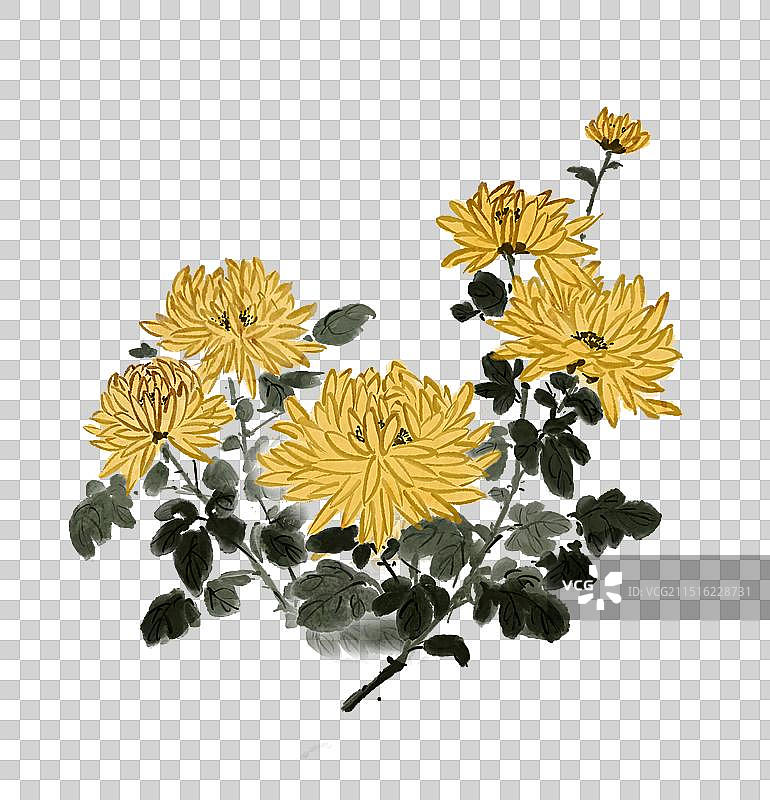 菊花赏菊传统节日习俗中秋节重阳节写意花卉—国画古风水墨国风元素图片素材