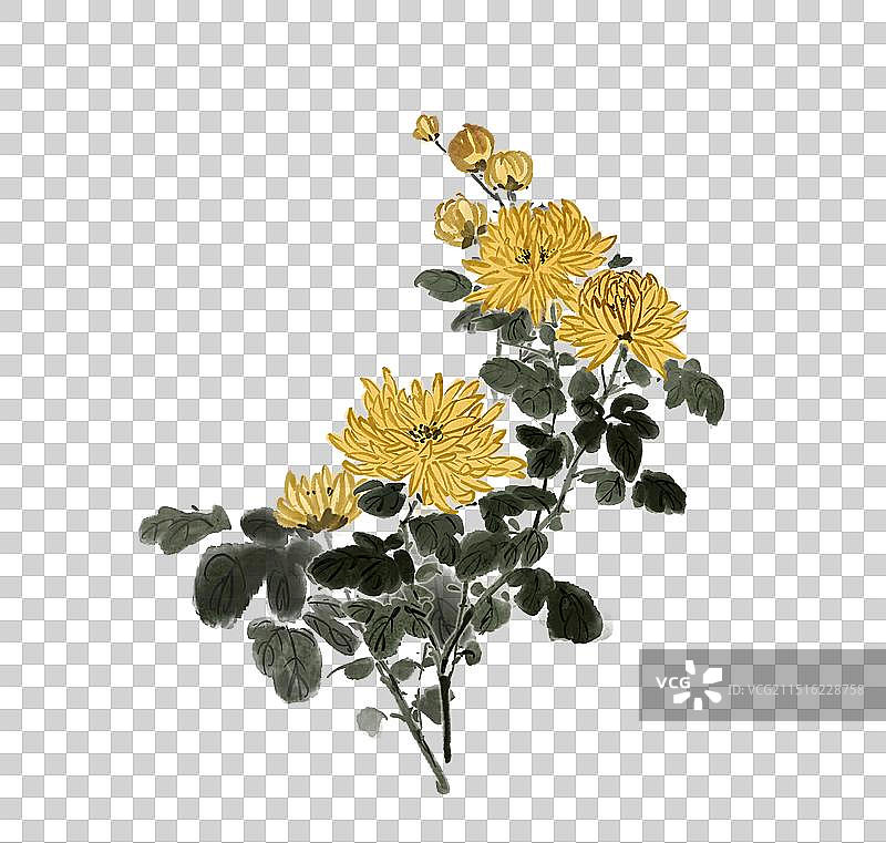 菊花赏菊传统节日习俗中秋节重阳节写意花卉—国画古风水墨国风元素图片素材