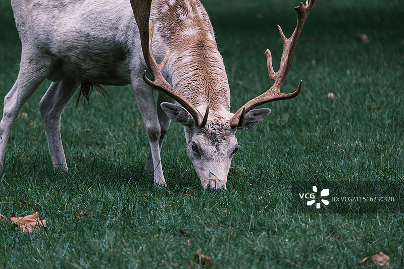 牛津 Oxford图片素材