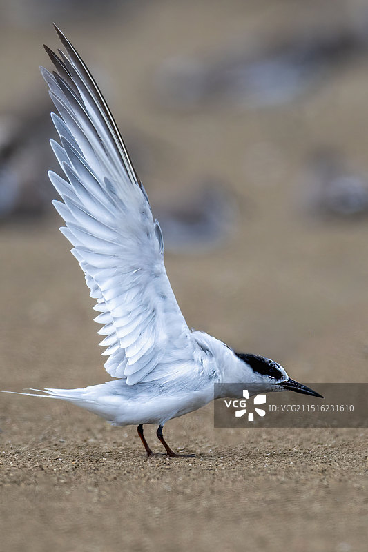 白额燕鸥图片素材
