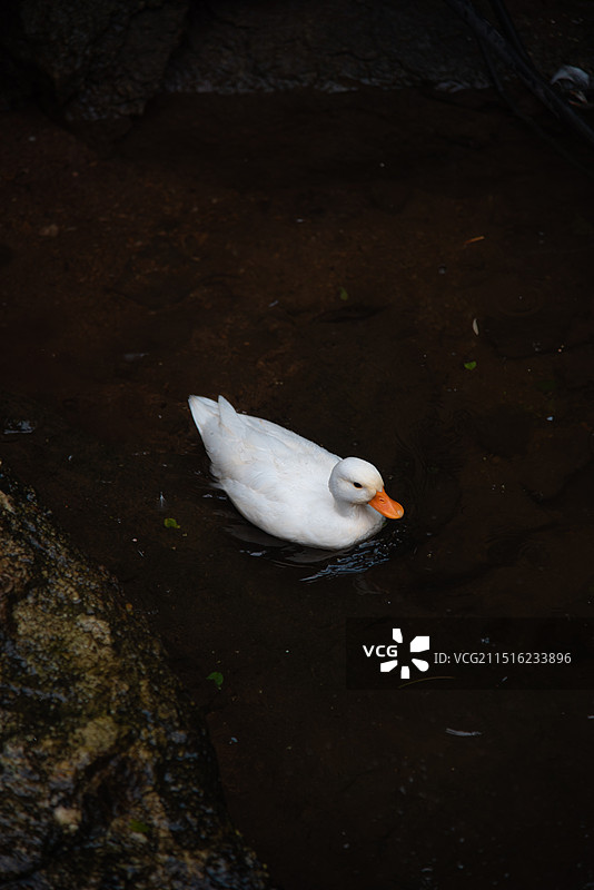 可爱的小白鸭图片素材