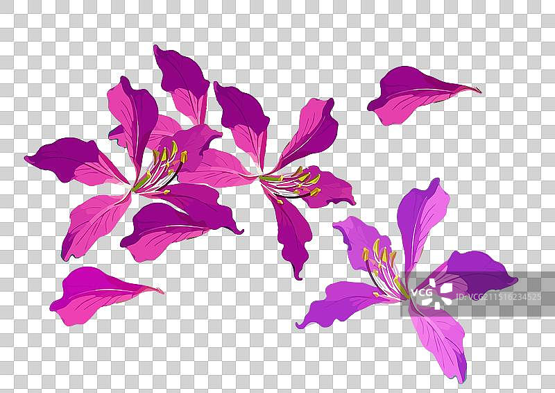 紫荆花矢量图免扣素材图片素材