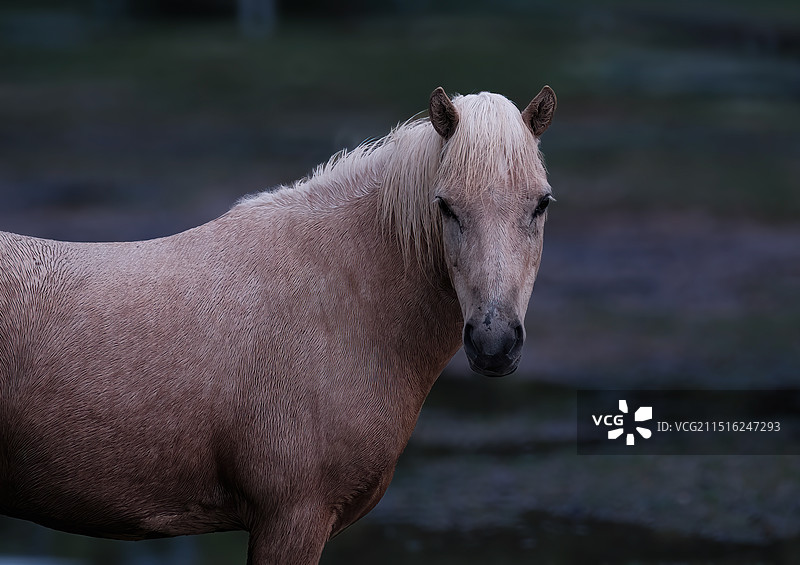 汗血宝马图片素材