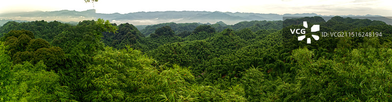 四川省沐川县永福镇沐川竹海图片素材
