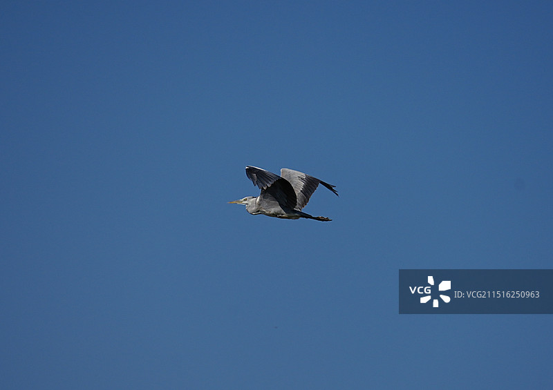 陕西洋县国家二级保护动物白鹭（白颈鹭）——空中飞翔图片素材