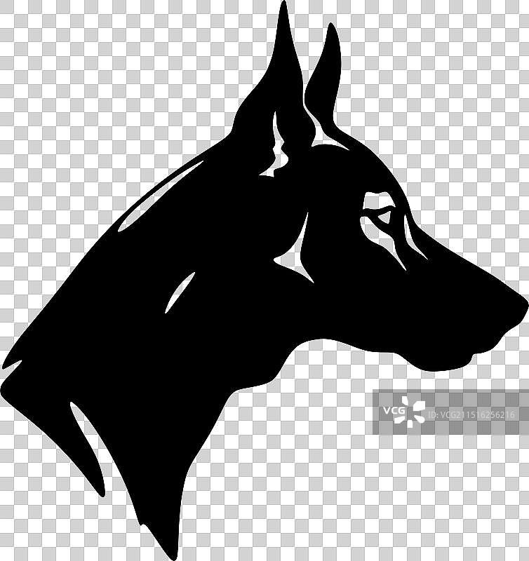 澳大利亚卡尔比犬 - 简约风格图片素材