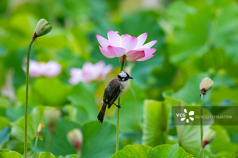 荷花鱼白头翁图片素材