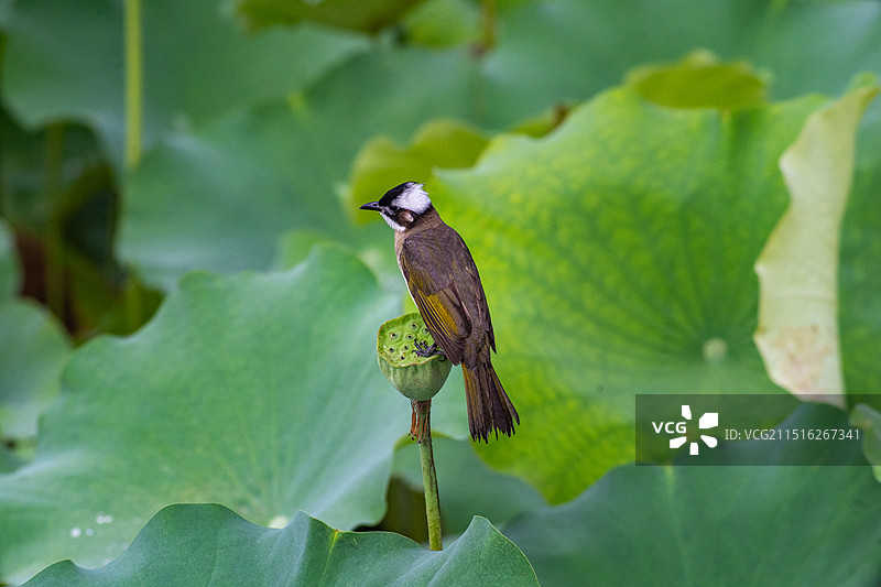 独立荷花图片素材