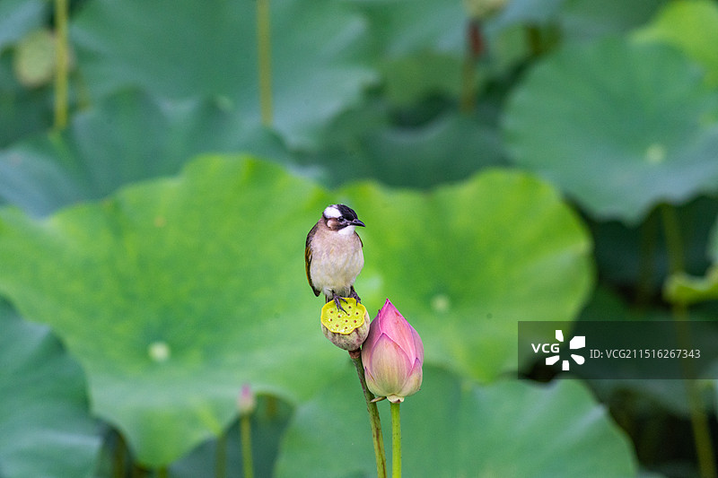 傲立枝头，一览荷塘图片素材
