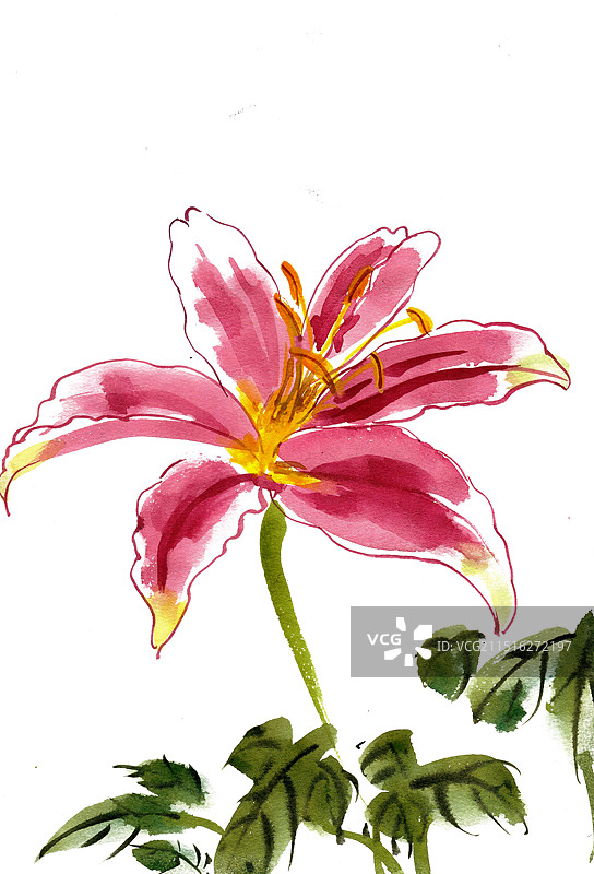 盛开的麝香百合图片素材