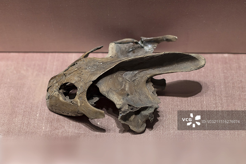 龟头骨 新石器时代 良渚文化 苏州博物馆西馆图片素材