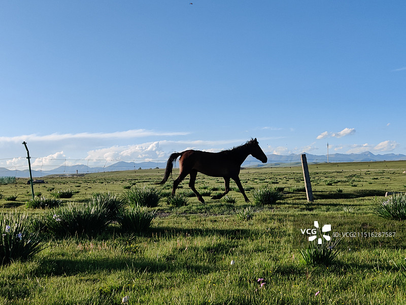 金银滩草原自由奔放的马图片素材