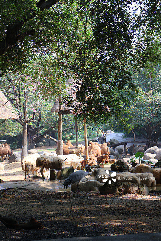 广州长隆野生动物园动物大迁徙骆驼羊驼鸟图片素材