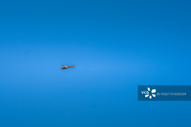 阿勒泰喀纳斯，秋季森林草原图片素材