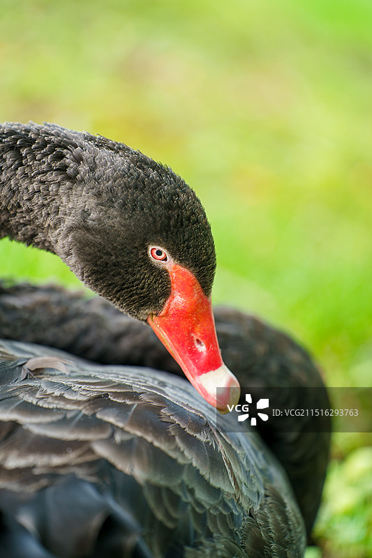 黑天鹅图片素材