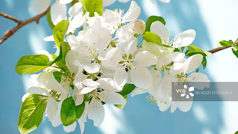 八棱海棠图片素材